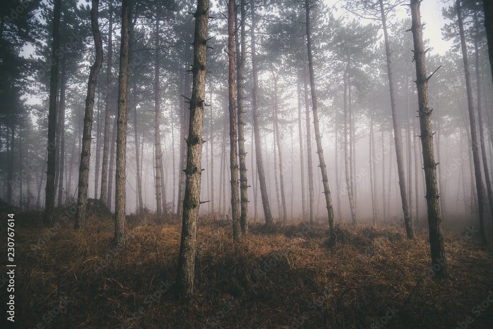 Morning fog in the deep dark forest, Hungary