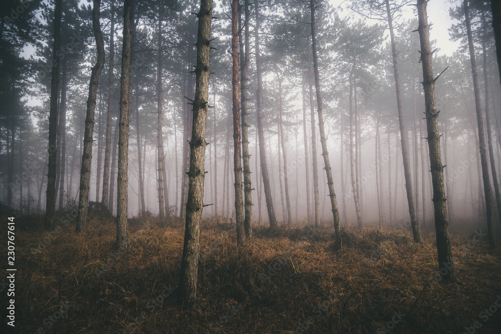 Foggy trees without snow in the forest. Morning fog in the deep dark woods near Pannonhalma, Hungary Foggy trees without snow in the forest. Morning fog in the deep dark woods near Pannonhalma, Hungary