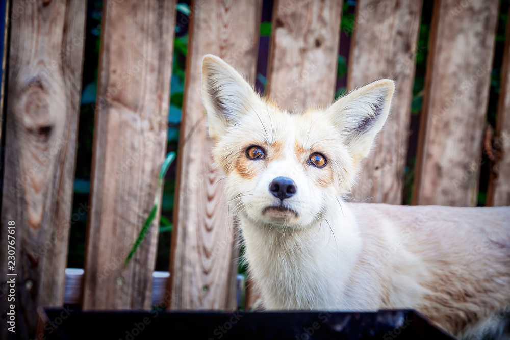 Obraz premium Funny young domestic golden fox in enclosure. Selective focus.