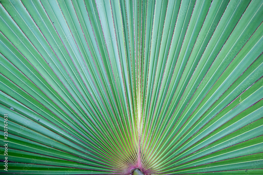 Palm leaf pattern Palm leaf pattern