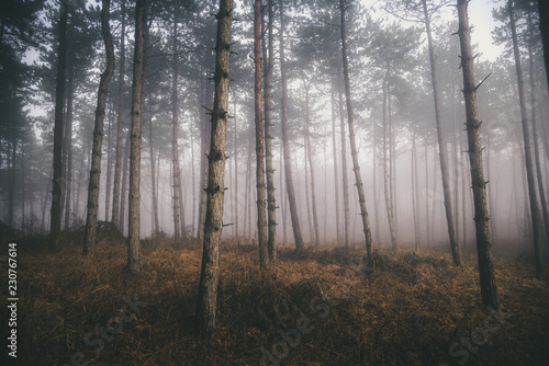Morning fog in the deep dark forest  Hungary
