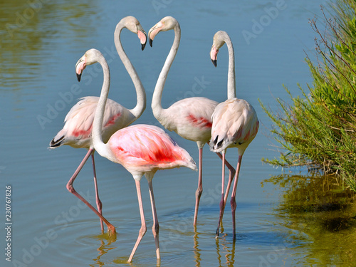 Four flamingos (Phoenicopterus ruber) in water, two flamingos form a heart with their necks, in the Camargue is a natural region located south of Arles in France