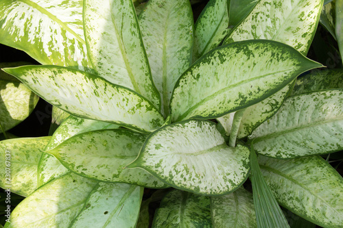 Green Dieffenbachia Leaf photo