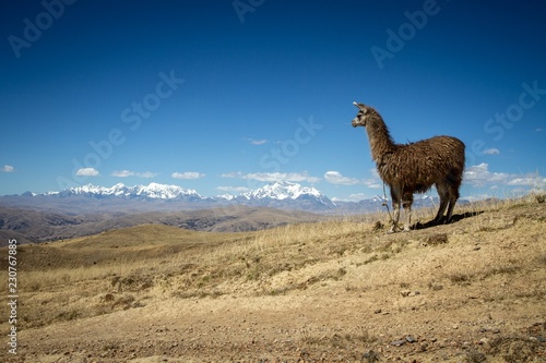 Llamas (Alpaca) in Andes Mountains, Amazing view in spectacular mountains, Cordillera, Peru, Alpacas in natural place, in the peruvian andes