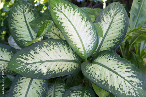 Green Dieffenbachia Leaf photo