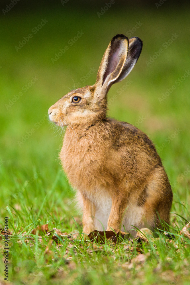Fototapeta premium European Brown hare in meadow