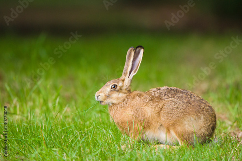 European Brown hare in meadow