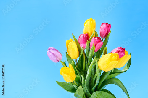 bouquet of yellow and pink tulips on a blue background