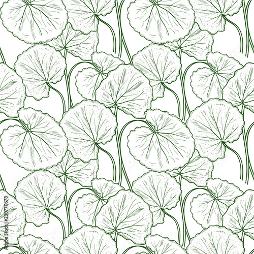 Gotu kola. Leaves. Sketch. Background, wallpaper, texture, seamless. Monochrome
