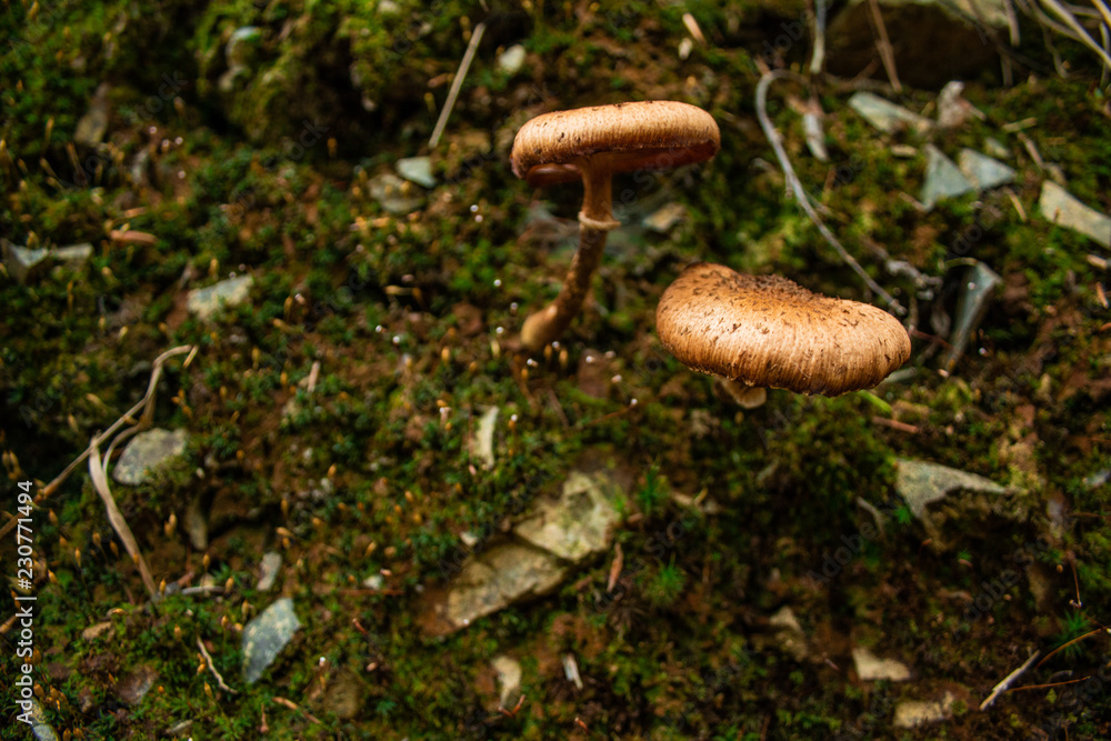 Mushrooms in the forest of Harz Mountains National Park, Germany Mushrooms in the forest of Harz Mountains National Park, Germany