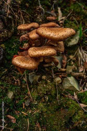 Mushrooms in the forest of Harz Mountains National Park, Germany