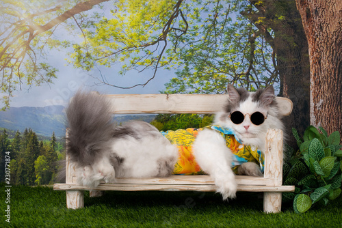 Fototapeta Naklejka Na Ścianę i Meble -  cat resting under a tree on a summer day