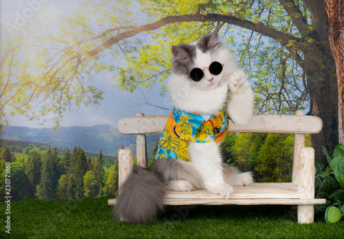 Fototapeta Naklejka Na Ścianę i Meble -  cat resting under a tree on a summer day