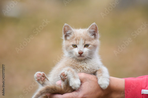Cute little kitten in woman hands. Adorable yellow kitten © Ivan