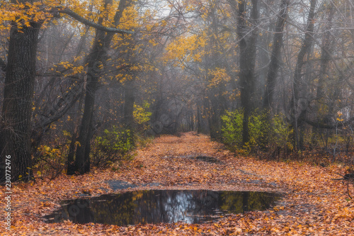 Mysterious forest at the evening after rain. Picturesque autumn landscape.