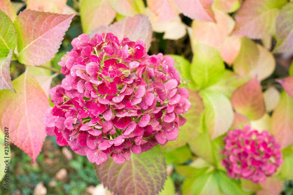 Hortensia plant at autumn (white colored flowers turn pink)