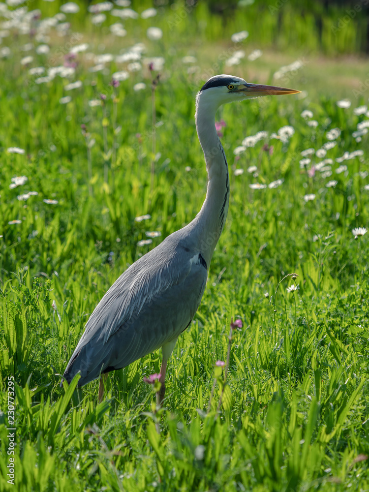 Gray Heron (Ardea cinera) Gray Heron (Ardea cinera)