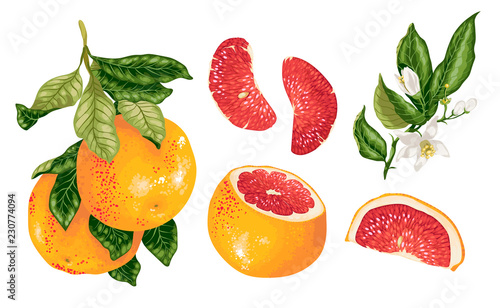 Cirtus set in vector with grapefruit plant