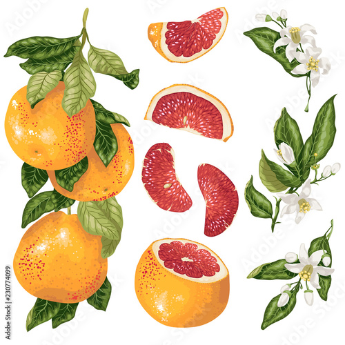 Cirtus set in vector with grapefruit plant