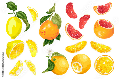 Set with 3 types of citrus fruit in vector