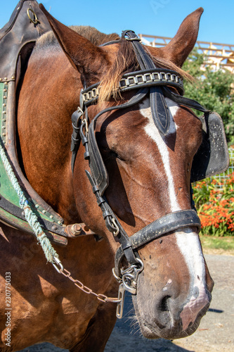Fototapeta Naklejka Na Ścianę i Meble -  Tête de cheval harnaché en portrait
