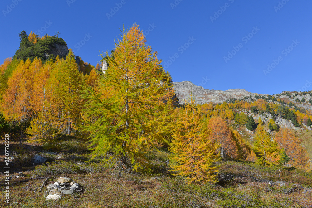 Gruppo di larici autunnali immersi nelle meraviglie autunnali di montagna Gruppo di larici autunnali immersi nelle meraviglie autunnali di montagna