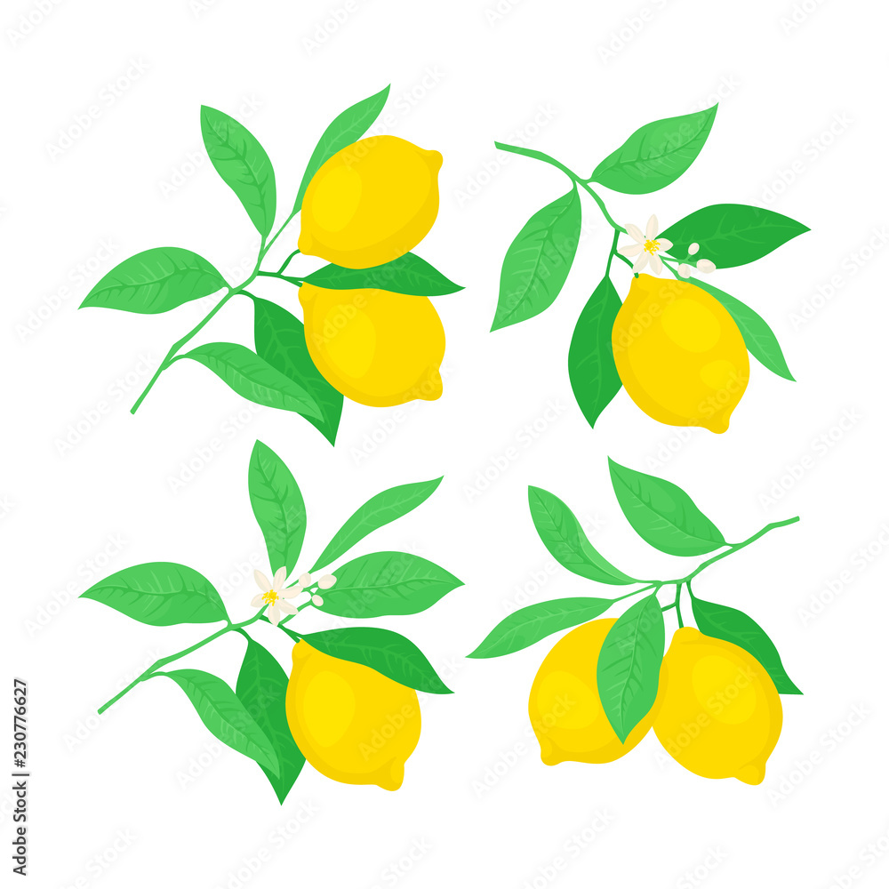 Set of lemon tree branches with lemons. Vector illustration.