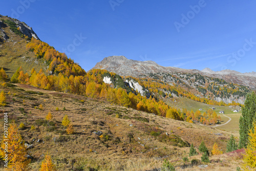 Panoramica di montagna in autunno con abeti gialli 