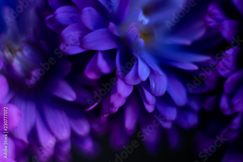 Fototapeta Naklejka Na Ścianę i Meble -  purple flower on black background