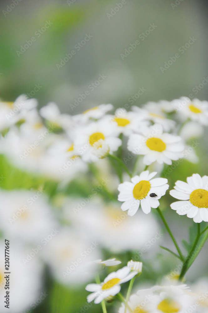 white flowers on green grass background with black bug. Daisy white flowers on green grass background with black bug. Daisy