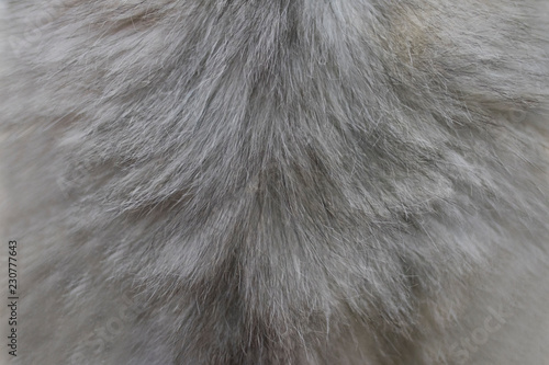 Background and texture of cat hair. Grey cat hair.