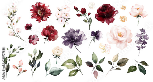 Set watercolor elements of roses collection garden red  burgundy flowers  leaves  branches  Botanic  illustration isolated on white background.  bud of flowers