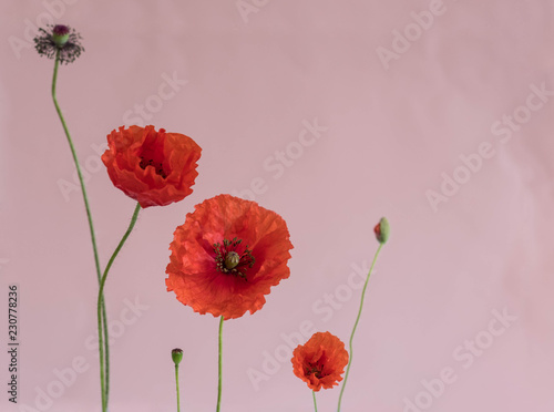 Fototapeta Naklejka Na Ścianę i Meble -  Beautiful red poppies with its buds on pink background