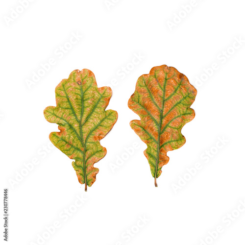 oak leaf dry multicolored