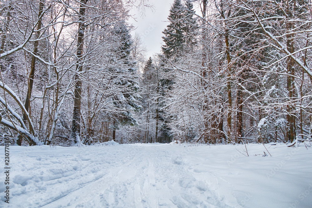 Beautiful winter landscape. Forest after heavy snowfall Beautiful winter landscape. Forest after heavy snowfall