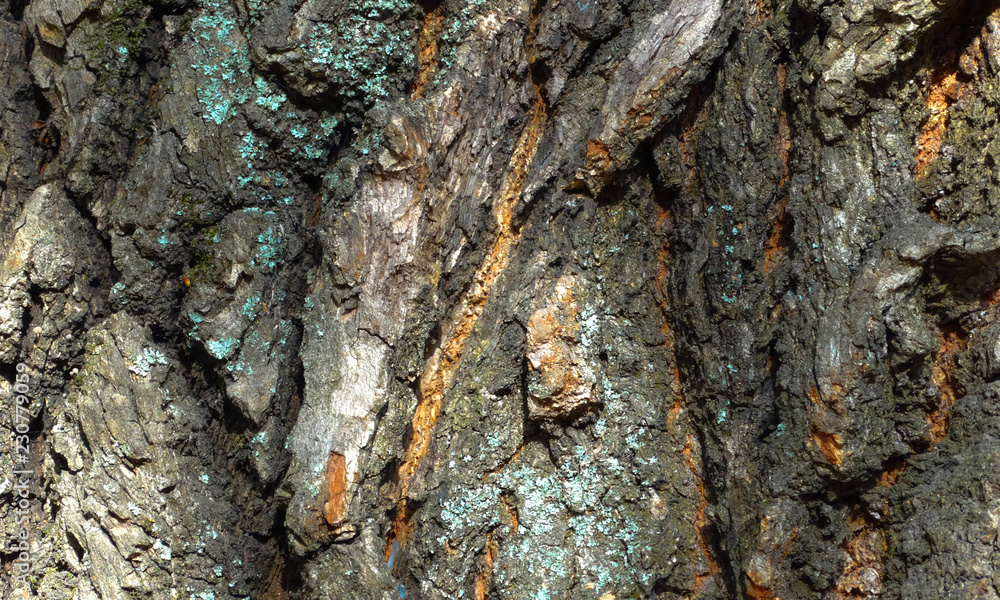 oak bark bright solar textured moss light and dark areas glare of the sun oak bark bright solar textured moss light and dark areas glare of the sun