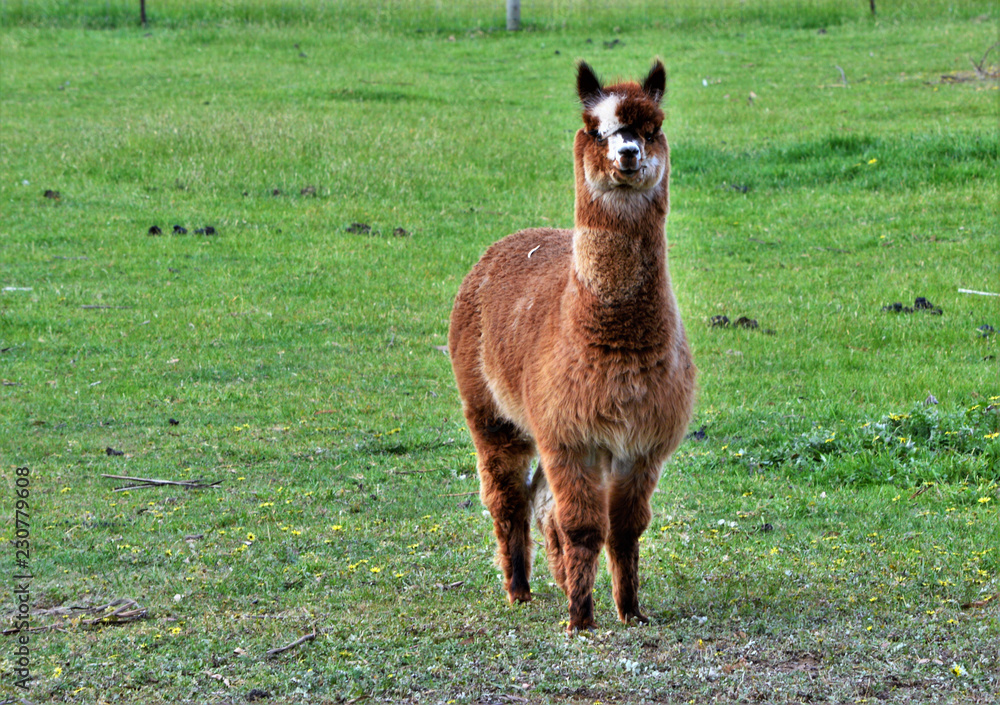 Fototapeta premium Alpaca in the field. Mornington Peninsula.Australia