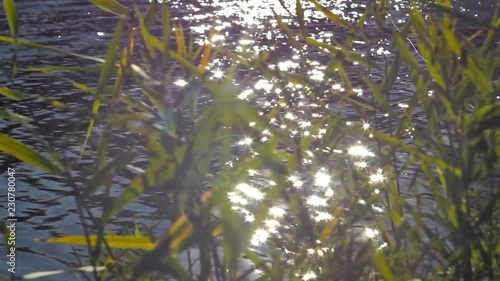 Glare in the form of stars playing on the waves of the lake with waving reeds