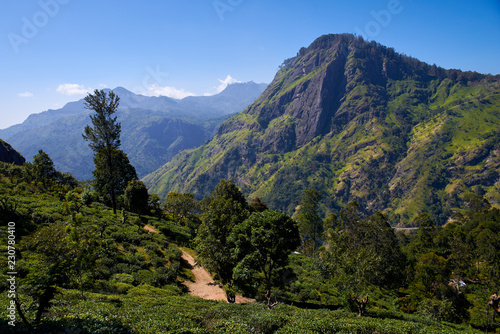  landscape with tea plantations and The Ella Rock   in Sri Lanka photo