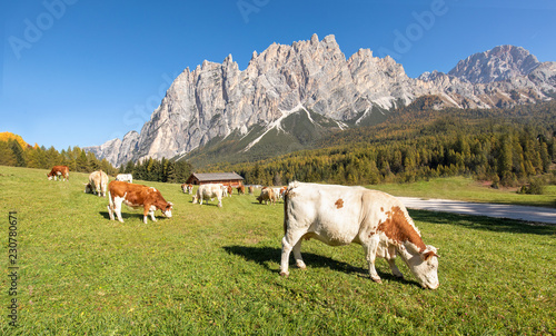 Schöne Naturlandschaft mit Kühen auf einer grünen Wiese mit schönen Bergen im Hintergrund