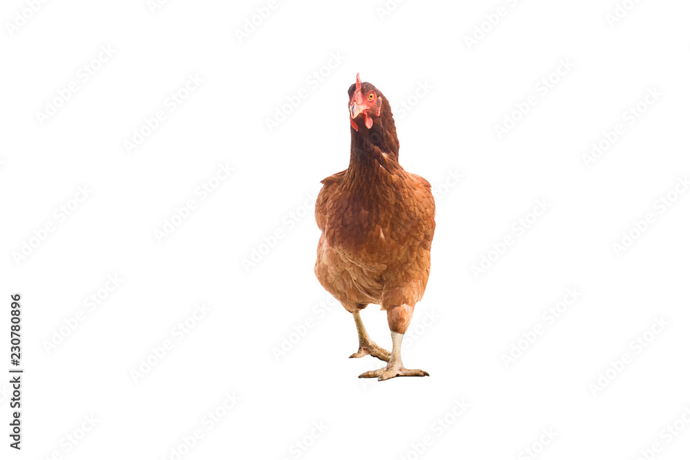 Fototapeta premium isolated brown chicken walking,brown hen on white background
