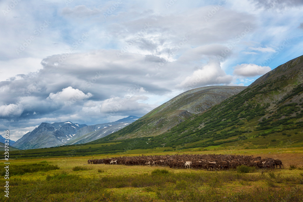 Obraz premium Large herd of reindeers in summer, Yamal, Russia
