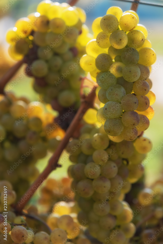 Weintrauben für die Spätlese