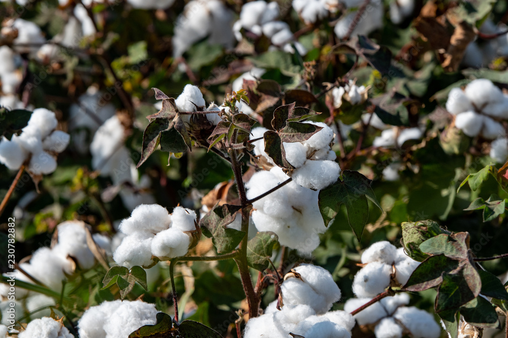 Cotton plants close-up in a field of cotton.