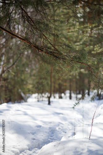 Image of snow trail and trees in forest © nuclear_lily