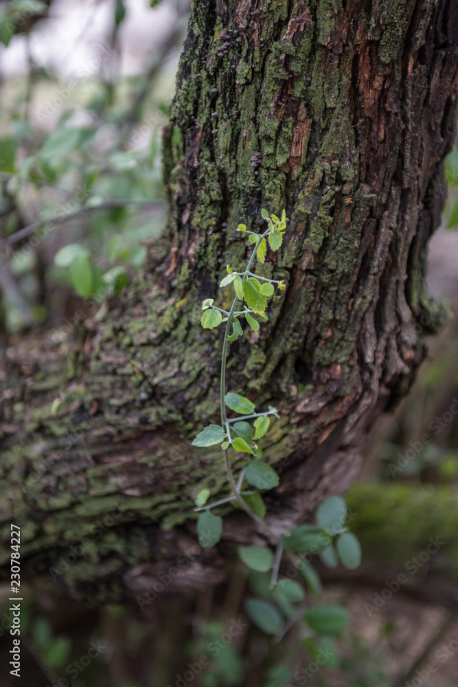 bark of a tree bark of a tree