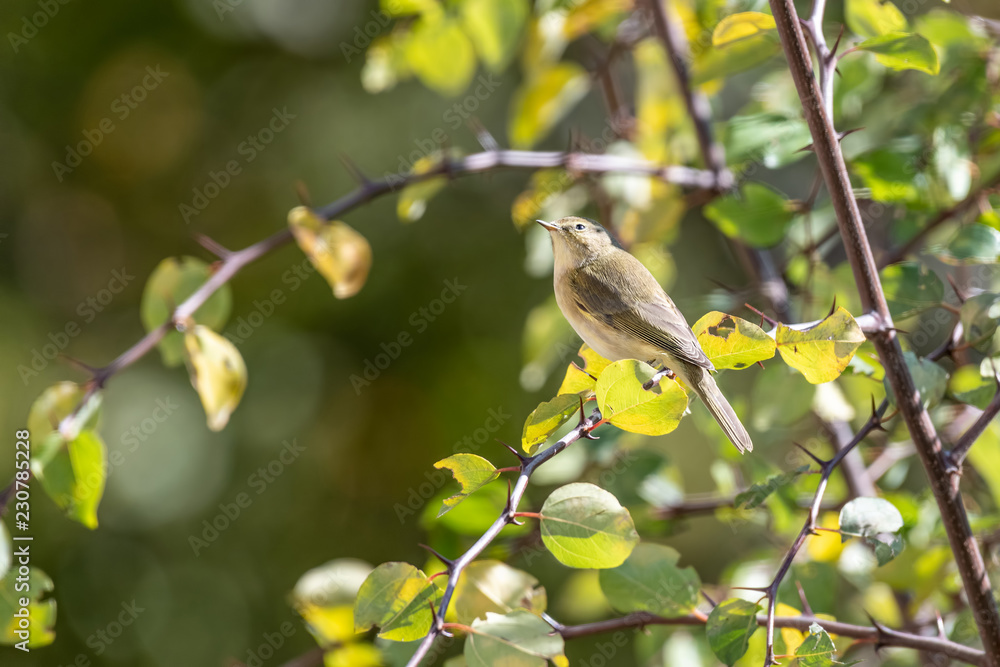 Phylloscopus collybita bird on tree in the park Phylloscopus collybita bird on tree in the park