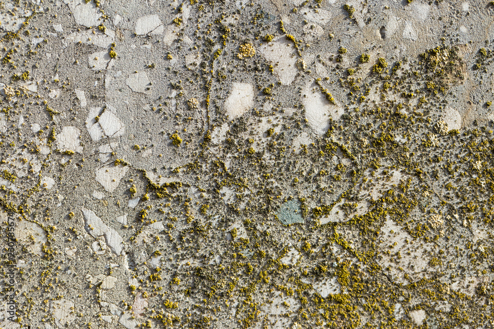 Asbestos slate texture concrete covered with lichen and moss Asbestos slate texture concrete covered with lichen and moss