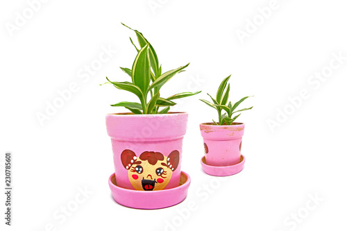 Small plant in pink pot isolated on white background.