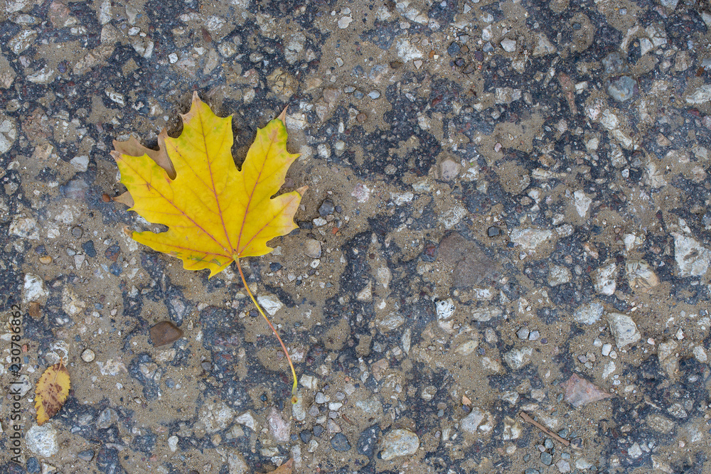 Red and Orange Autumn Leaves Background, Golden autumn in warm colors Red and Orange Autumn Leaves Background, Golden autumn in warm colors